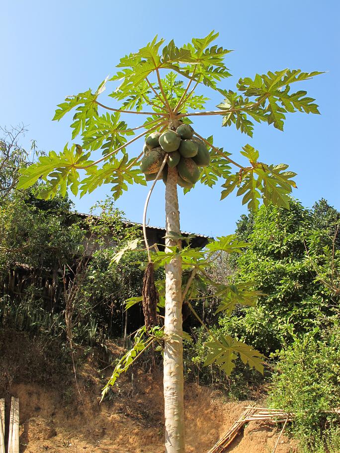 коренные беженцы Chiang Dao
