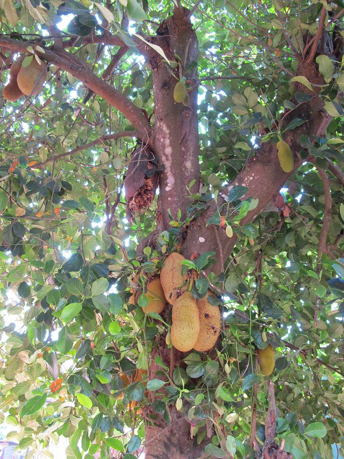 коренные беженцы Chiang Dao