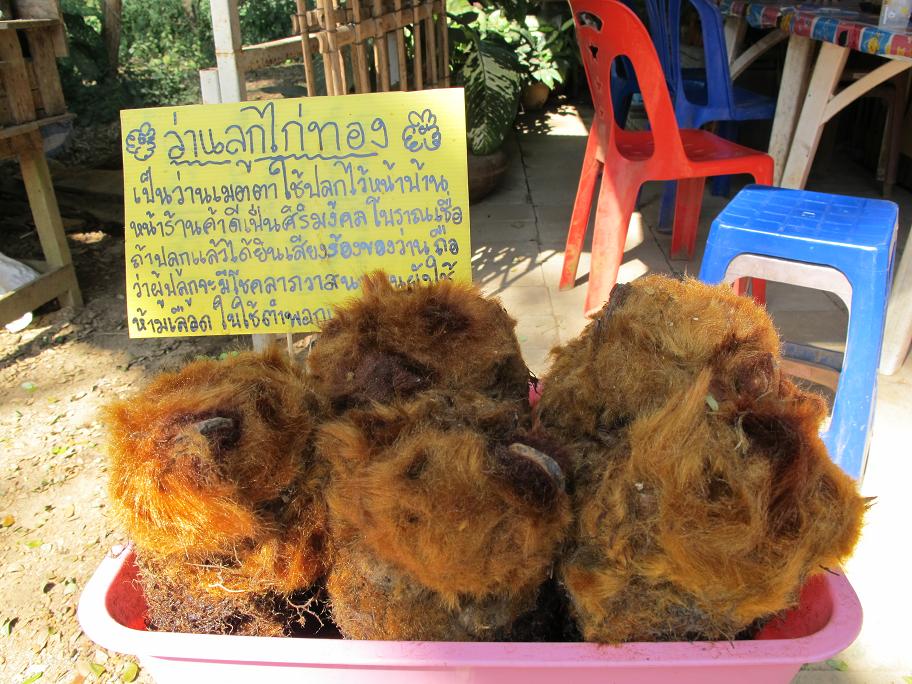 коренные беженцы Chiang Dao