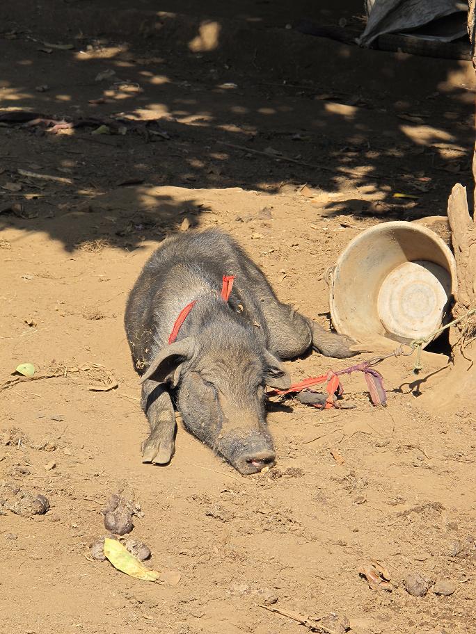 коренные беженцы Chiang Dao