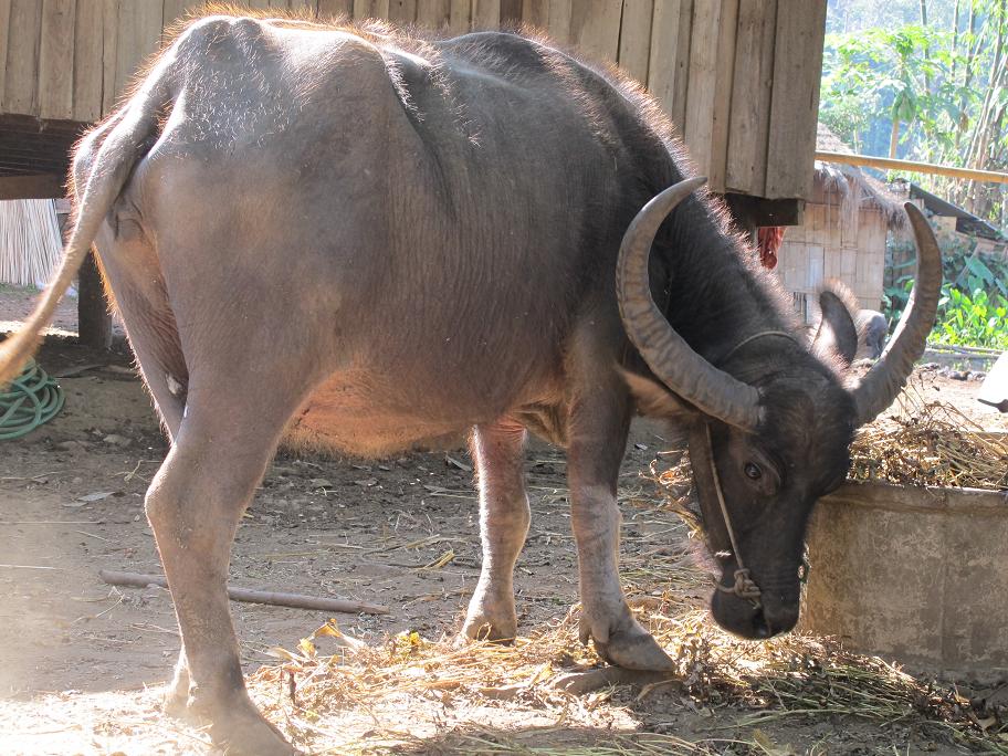 коренные беженцы Chiang Dao
