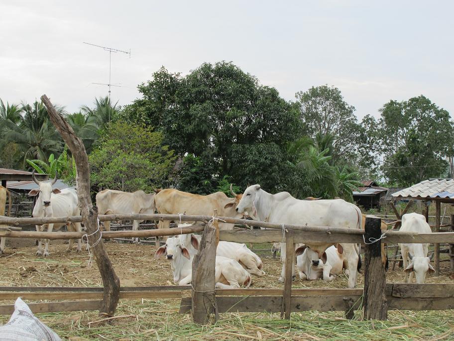 Kanchanaburi. оба берега реки Квай