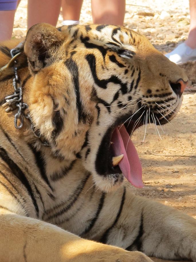 Kanchanaburi. оба берега реки Квай