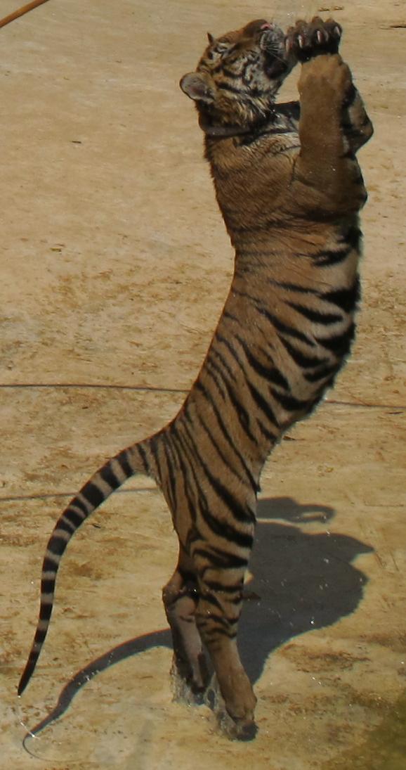 Kanchanaburi. оба берега реки Квай