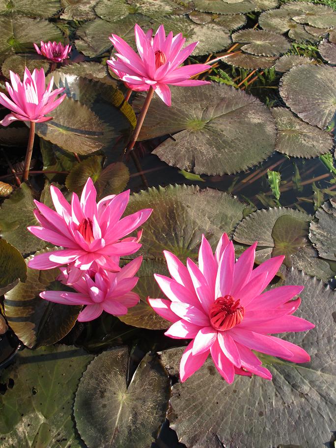 Kanchanaburi. оба берега реки Квай